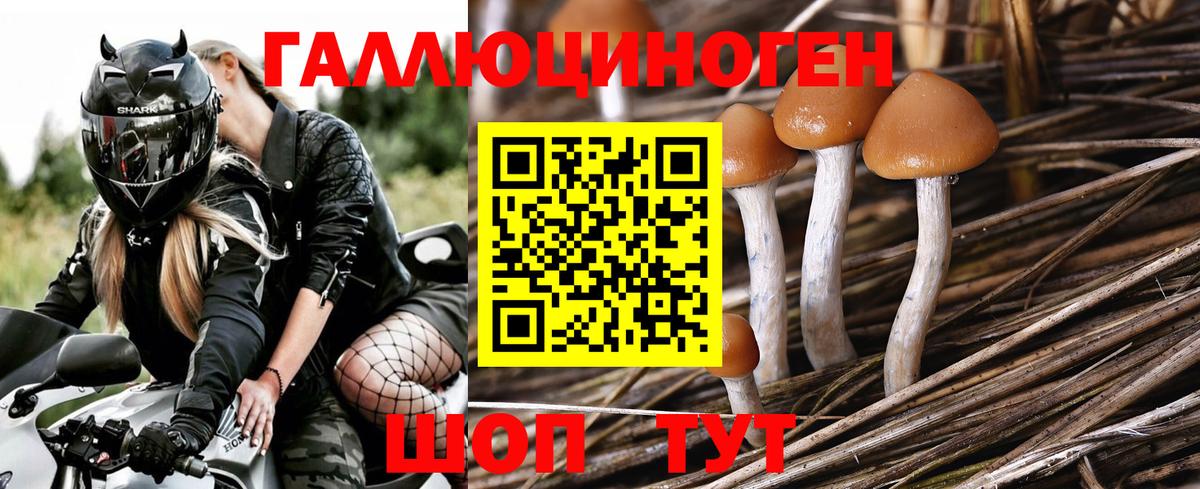 Псилоцибиновые грибы мицелий Комсомольск-на-Амуре